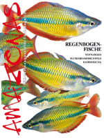amazonas_35_regenbogenfische