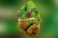 chameleon-540655_1920_smal