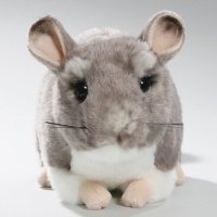 chinchilla