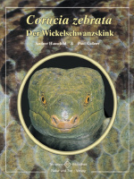 corucia_zebrata_der_wickelschwanzskink