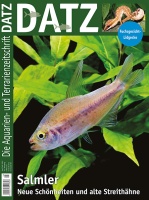 datz_3-2025_-_salmler_im_aquarium