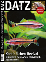 datz_6-2025_-_kardinalchen-revival_-_kardinalfische_der_gattung_tanichthys_1443178919
