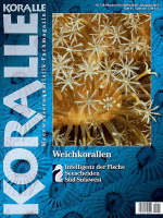 koralle_119_weichkorallen