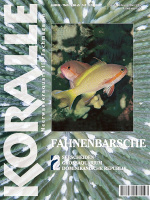 koralle_13_fahnenbarsche