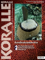 koralle_143_korallenkrankheiten