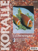 koralle_32_clownfische