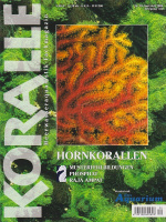koralle_39_hornkorallen