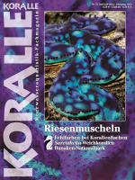 koralle_75_riesenmuscheln