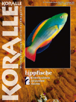 koralle_78_lippfische