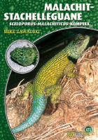 malachit_stachelleguane_sceloporus_malachiticus_komplex