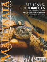 marginata_1_breitrandschildkroeten