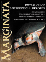 marginata_24_rotbaeuchige_spitzkopfschildkroeten