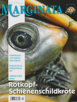 marginata_40_rotkopf-schienenschildkroete