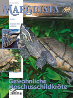 marginata_64_gewoehnliche_moschusschildkroete