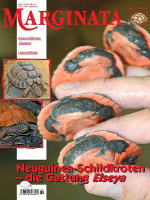 marginata_69_neuguinea-schildkroeten_gattung_elseya_156570257