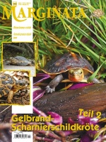marginata_80_-_gelbrand-scharnierschildkrote