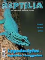 reptilia_132_-_lygodactylus_-_tagaktive_zwerggeckos_1518299052