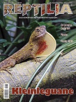 reptilia_168_-_kleinleguane_im_terrarium