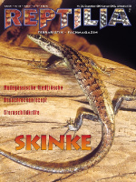 reptilia_32_skinke