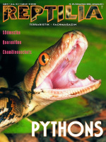 reptilia_39_pythons