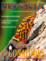 reptilia_78_gonatodes_neotropische_taggeckos