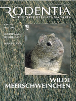 rodentia_3_wilder_meerschweinchen