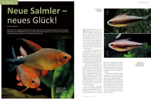 10-17_salmler