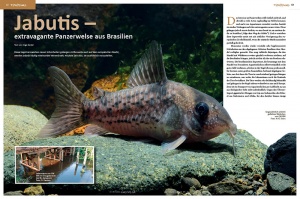 Amazonas Nr. 95 – Dauerbrenner Corydoras (digital)