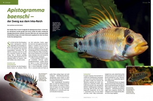 50-51_apisto