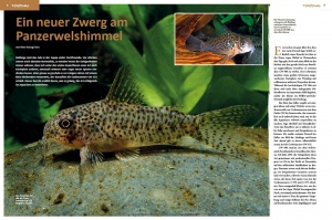 Amazonas Nr. 95 – Dauerbrenner Corydoras (digital)