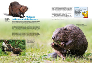 Discover the Beavers