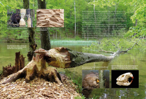 Discover the Beavers