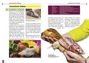achatschnecken_1
