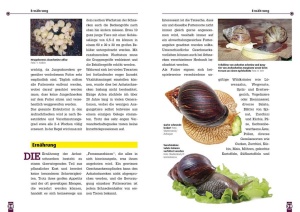 achatschnecken_2