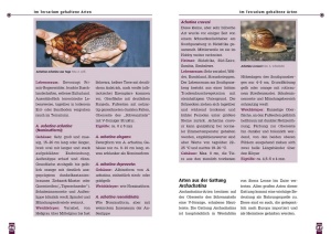 achatschnecken_3