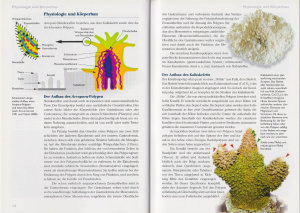 acropora_geweihkorallen-im_meerwasseraqauarium_1