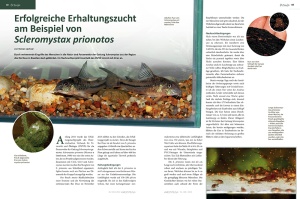 amazonas_nr__100_-_aquaristik_ist_arterhaltung_3