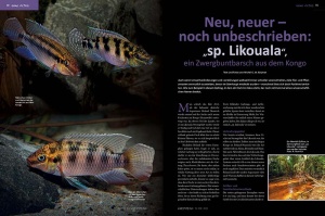 amazonas_nr__104_-_lebendfutter_-_futtertiere_im_aquarium_2_1257249226