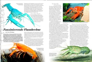 amazonas_nr__27_-_krebse_im_aquarium_1_1146843359