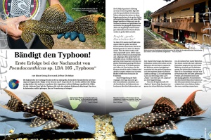 amazonas_nr__74_-_besondere_harnischwelse_im_aquarium_1_2103635291