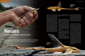 amazonas_nr__90_-_ueberleben_im_untergrund_-_fische_in_trockenzeiten_3