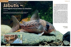 amazonas_nr__95_-_panzerwelse_der_gattung_corydoras_im_aquarium_2