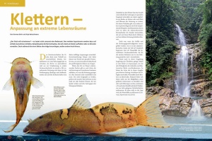 amazonas_nr__98_-_astroblepus_-_gebirgswelse_-_kletterwelse_1