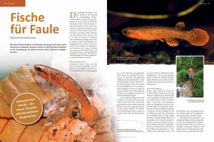 amazonas_nr__98_-_astroblepus_-_gebirgswelse_-_kletterwelse_3
