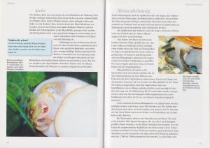 apfelschnecken_ampullariidae_1_613526125_1397938840