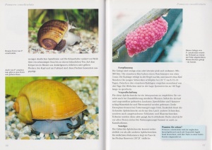 apfelschnecken_ampullariidae_2_1643506652_1712065864