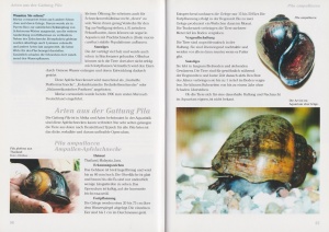 apfelschnecken_ampullariidae_3_1234047881_1111729829