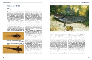 axolotl_2_1614790579_1439003656