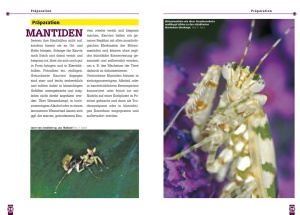 bluetenmantiden_1