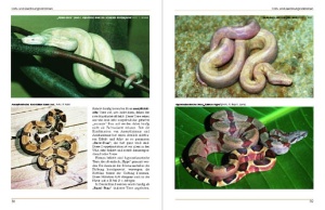boa_constrictor_-_ratgeber_zur_haltung_im_terrarium_1